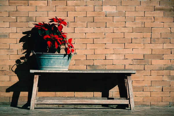 Flores Tropicales Rojas Banco Madera Frente Vieja Pared Ladrillo Luz — Foto de Stock