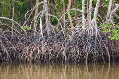 Deniz kıyısındaki sudaki mangrov ağacının kökleri.