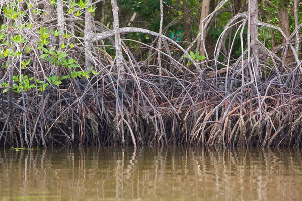 Deniz Kıyısındaki Sudaki Mangrov Ağacının Kökleri — Stok fotoğraf