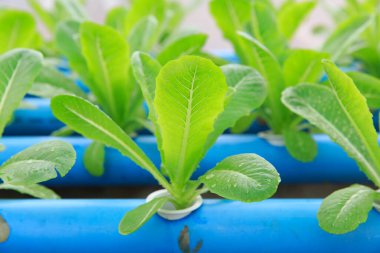 Hidrofonik sebze ekiminin bir fotoğrafı.