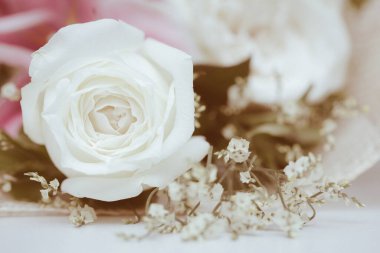 Taze gülün eski tarz yakın plan çekimi.