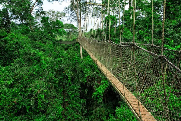 Touw Loopbrug Kakum National Park Ghana — Stockfoto