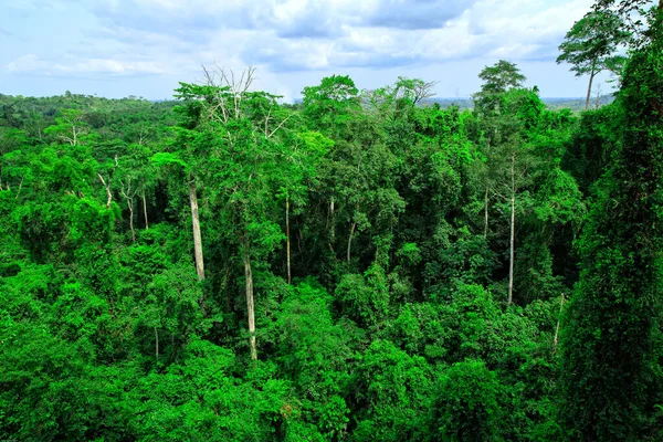 ガーナのカカム国立公園に緑の森 — ストック写真
