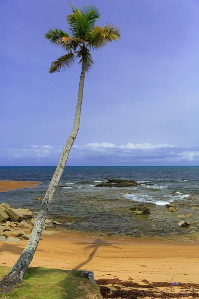 Playa Cielo Azul Con Palmera Coco Ghana — Foto de Stock