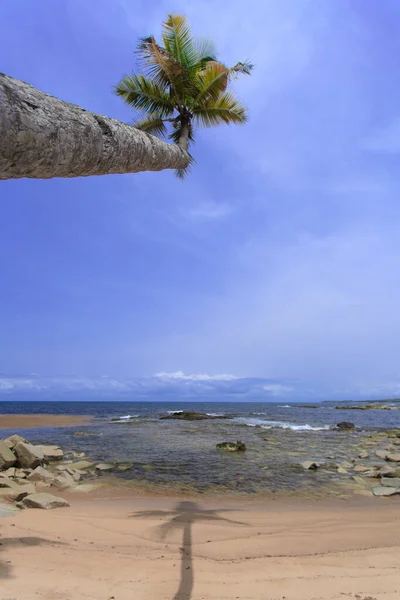 Playa Cielo Azul Con Palmera Coco Ghana — Foto de Stock