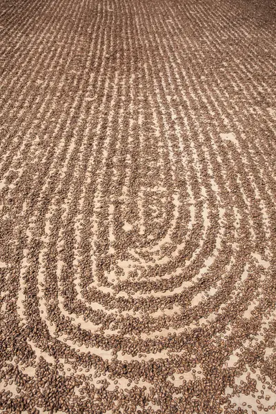 Grande Quantidade Sementes Melancia Secando Sol Fábrica — Fotografia de Stock