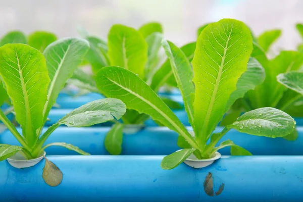 Photo Hydroponic Vegetable Planting — Stock Photo, Image