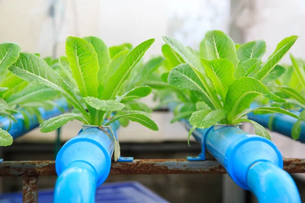Photo Hydroponic Vegetable Planting — Stock Photo, Image