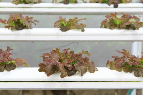 Photo Photo Hydroponic Vegetable Planting — Stock Photo, Image