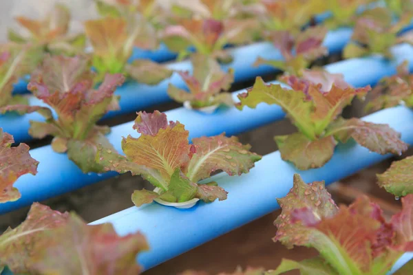 Photo Photo Hydroponic Vegetable Planting — Stock Photo, Image