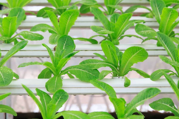 Photo Photo Hydroponic Vegetable Planting — Stock Photo, Image