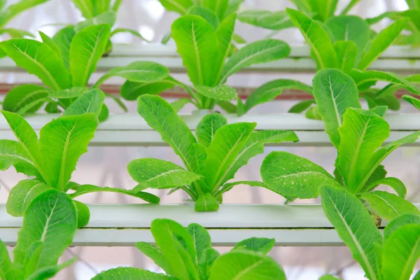 Photo Photo Hydroponic Vegetable Planting — Stock Photo, Image