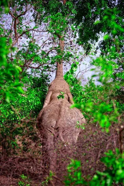 Afrikaanse Olifant Die Bladeren Eet Mole National Park Ghana — Stockfoto