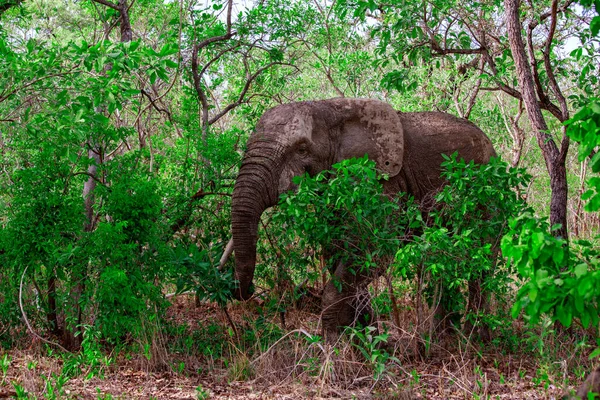 African Elephant Forest Mole National Park Ghana — Stock Photo, Image