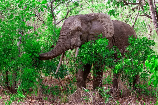 Afrikaanse Olifant Het Bos Mole National Park Ghana — Stockfoto