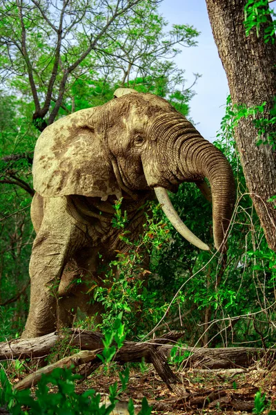 African Elephant Forest Mole National Park Ghana — Stock Photo, Image