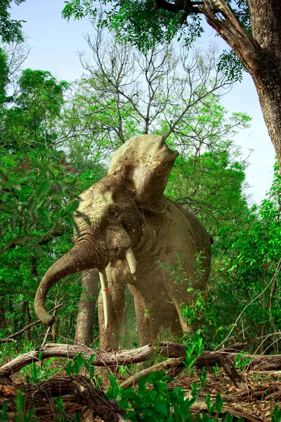African Elephant Forest Mole National Park Ghana — Stock Photo, Image
