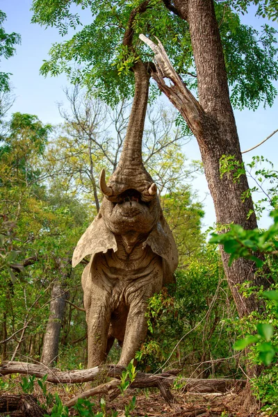 African Elephant Eating Leaves Mole National Park Ghana — Stock Photo, Image