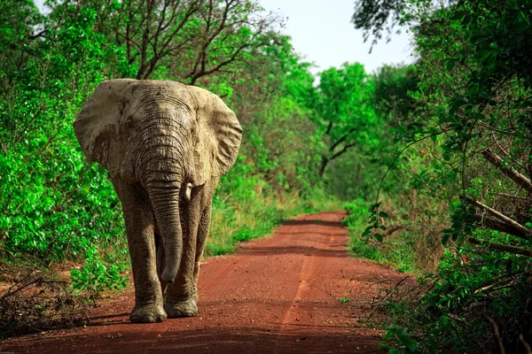 Αφρικανικός Ελέφαντας Στο Εθνικό Πάρκο Mole Γκάνα Εικόνα Αρχείου