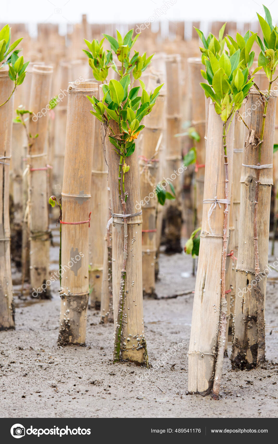 Young Mangroves Tree Reforestation Activity Stock Photo by ©Surabky