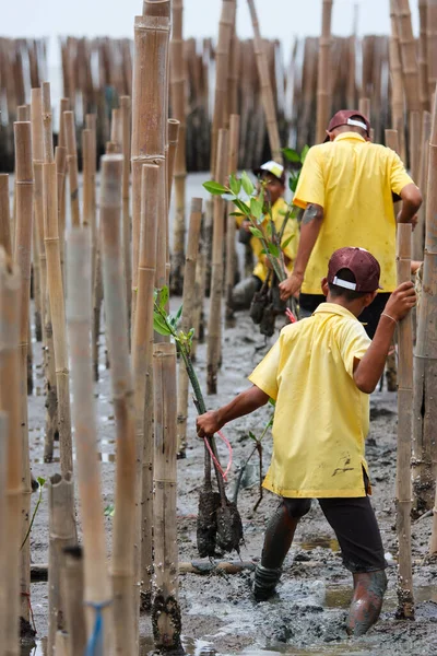 Young Volunteer Planting Mangroves Tree Reforestation Activity — Stock Photo, Image