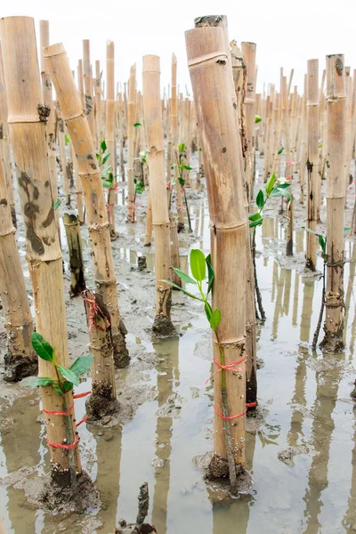 Young Mangroves Tree Reforestation Activity — Stock Photo, Image
