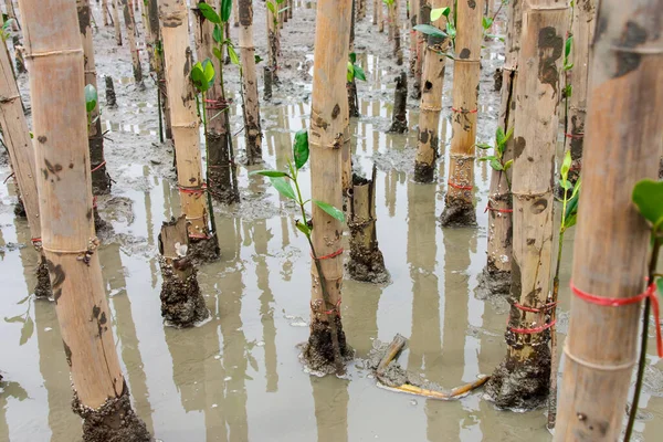 Young Mangroves Tree Reforestation Activity — Stock Photo, Image