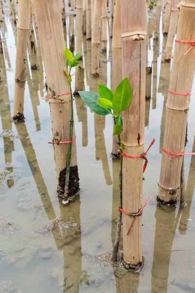 Young Mangroves Tree Reforestation Activity — Stock Photo, Image