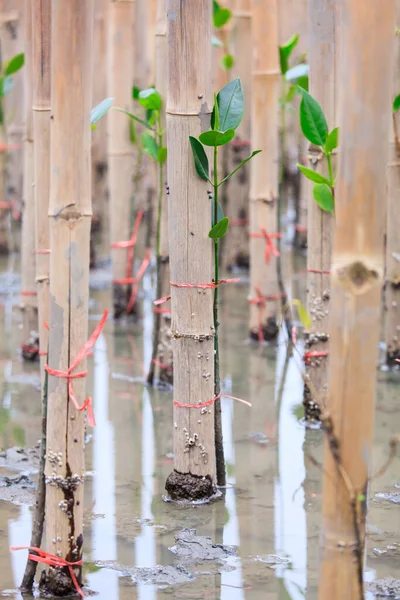 Young Mangroves Tree Reforestation Activity — Stock Photo, Image