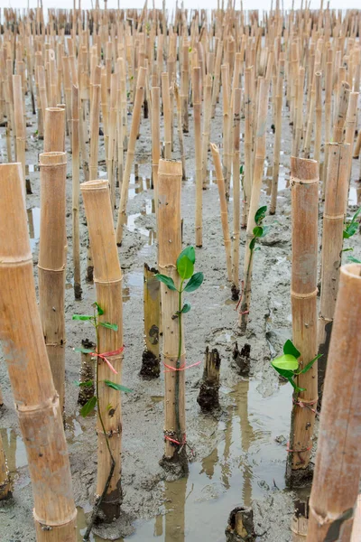 Young Mangroves Tree Reforestation Activity — Stock Photo, Image