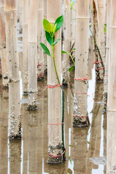 Young Mangroves Tree Reforestation Activity — Stock Photo, Image