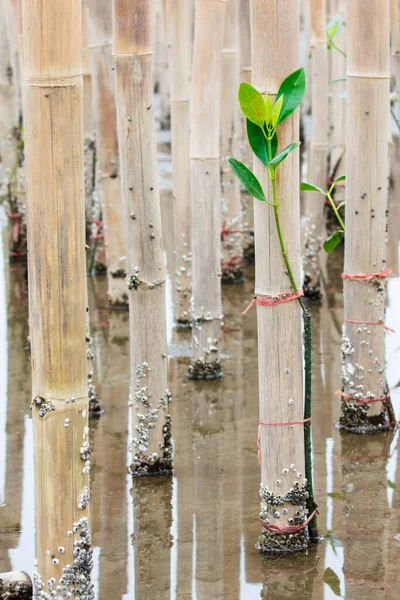 植林活動における若いマングローブの木 — ストック写真