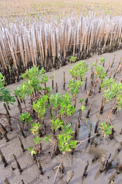 Young Mangroves Tree Reforestation Activity — Stock Photo, Image