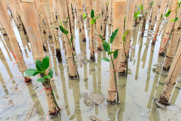 Young Mangroves Tree Reforestation Activity — Stock Photo, Image