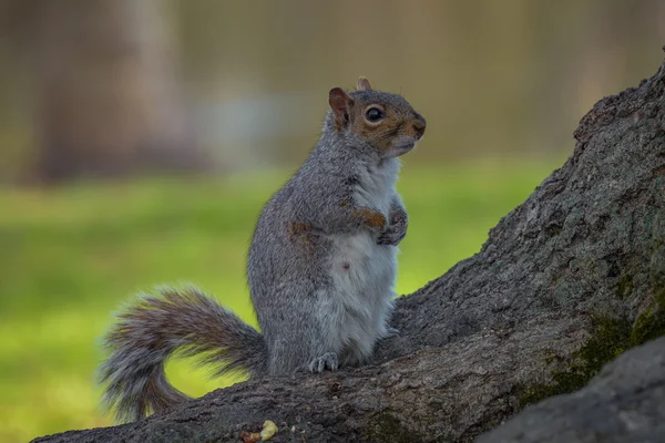 Ein östliches Grauhörnchen ruht auf einem Ast — Stockfoto