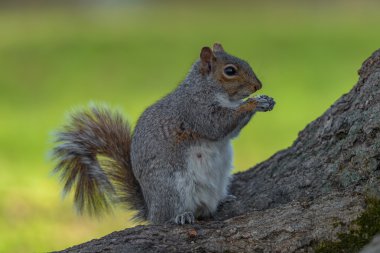 Bir Doğu gri sincap bir ağaç dalı beslerken aittir.