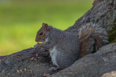 Bir Doğu gri sincap bir ağaç dalı beslerken aittir.