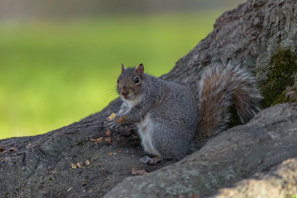 Um esquilo cinzento oriental repousa sobre um galho de árvore enquanto se alimenta . — Fotografia de Stock