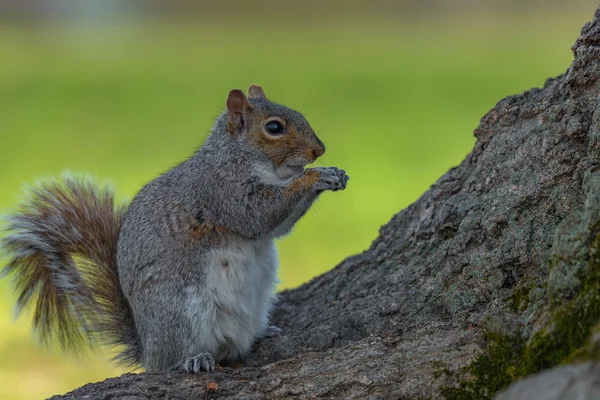 An eastern gray squirrel rests on a tree branch while feeding. — Stock Photo, Image