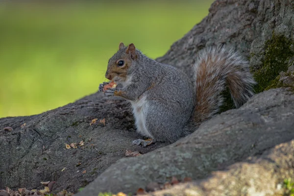 Een Oost-gray squirrel berust op een boomtak tijdens het voeden. — Stockfoto
