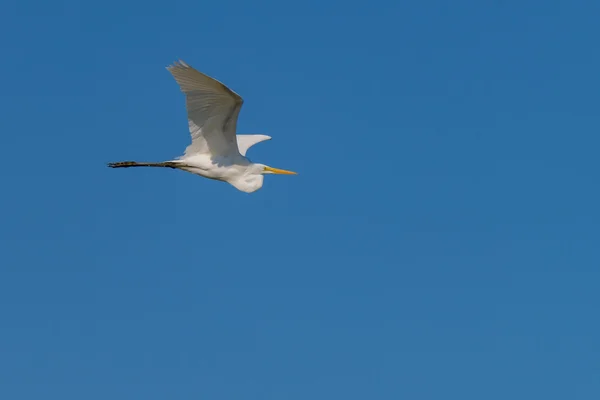 Grande aigrette blanche de l'Est en vol — Photo