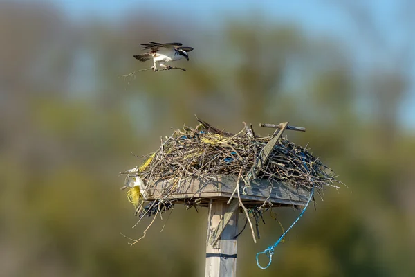 Hawk aterrissando com o ramo para o ninho — Fotografia de Stock