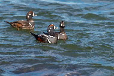 Yetişkin erkek Harlequin Duck Histrionicus histrionicus New Jersey, ABD Atlantik Sahili boyunca