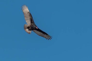 Yetişkin Hindi Akbabası açık mavi gökyüzünde süzülüyor