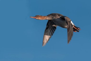 Su üzerinde uçan sıradan bir merganser.