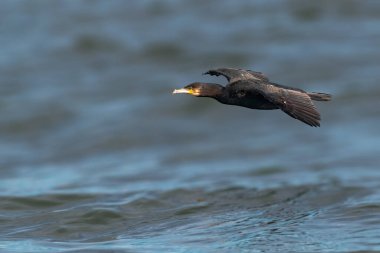 Çift tepeli karabatak Phalacrocorax auritus suyun üzerinde alçaktan uçuyor.