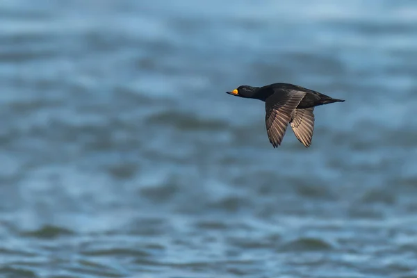 Yetişkin erkek Black Scoter Melanitta americana Atlantik Okyanusu üzerinde uçuyor, Ocean County, New Jersey, ABD.