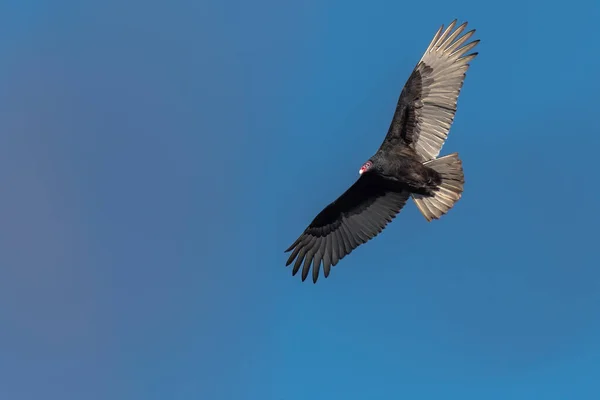 Adulto Turquia Abutre Voando Contra Céu Azul Claro — Fotografia de Stock