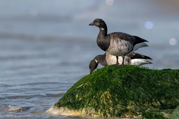 Atlantic Brant Goose New Jersey Sahilinde Keskin Detaylı Bir Portre Telifsiz Stok Imajlar