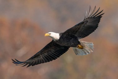 Kel Kartal Susquehanna Nehri üzerinde uçuyor